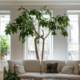 Arbre dans un appartement blanc